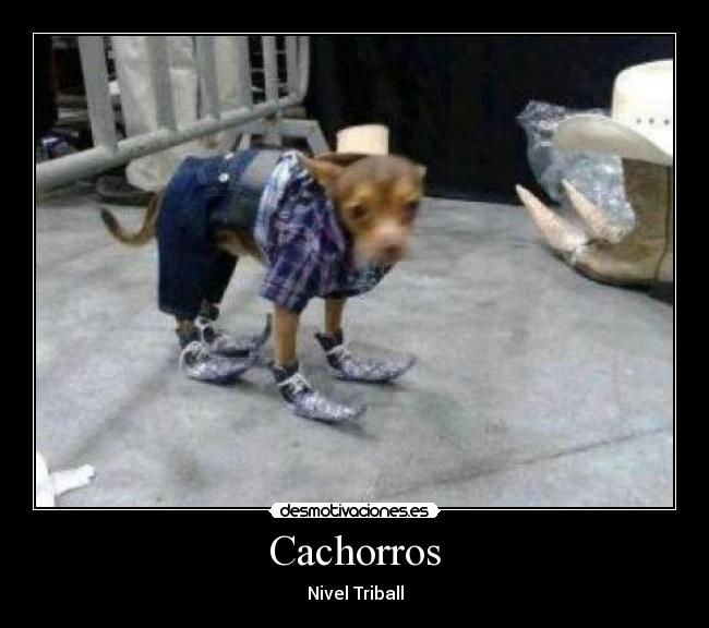 Cachorros - Nivel Triball