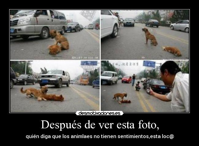 Después de ver esta foto, - quién diga que los animlaes no tienen sentimientos,esta loc@