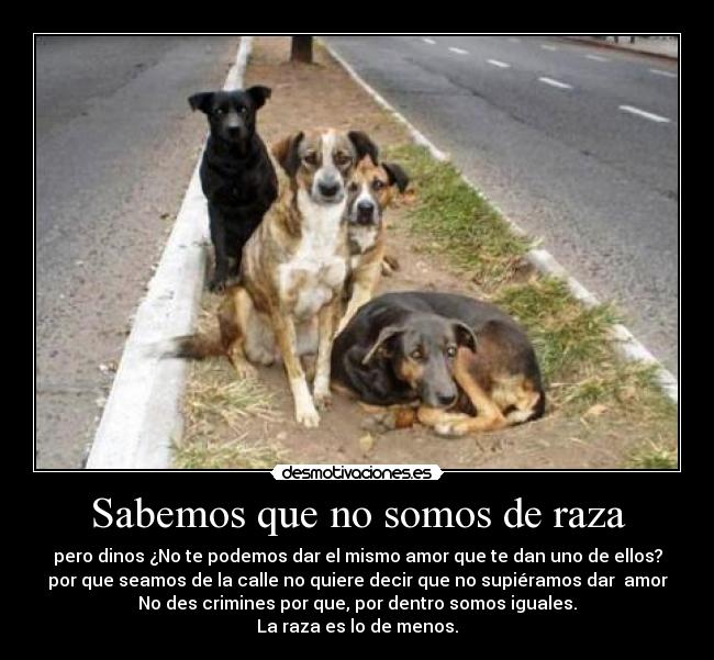 Sabemos que no somos de raza - pero dinos ¿No te podemos dar el mismo amor que te dan uno de ellos?
por que seamos de la calle no quiere decir que no supiéramos dar  amor
No des crimines por que, por dentro somos iguales.
La raza es lo de menos.