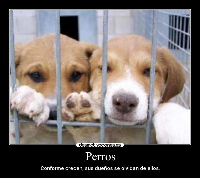 Perros - Conforme crecen, sus dueños se olvidan de ellos.