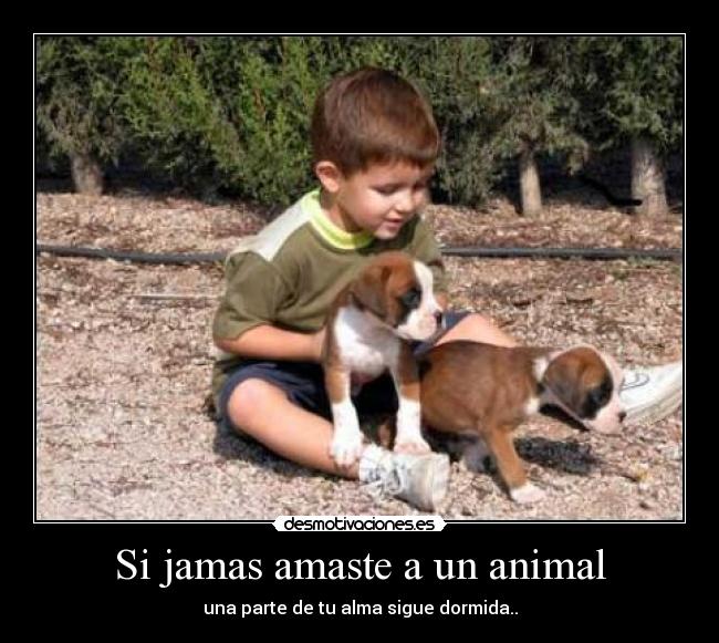 Si jamas amaste a un animal - una parte de tu alma sigue dormida..