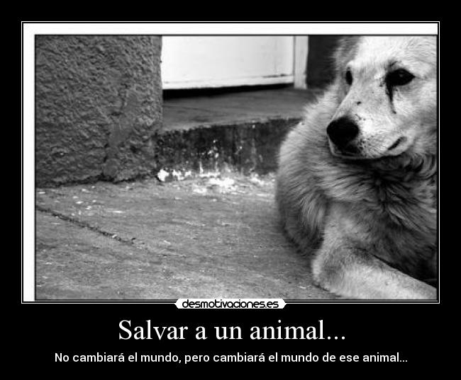 Salvar a un animal... - No cambiará el mundo, pero cambiará el mundo de ese animal...