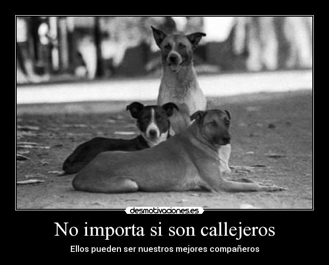 No importa si son callejeros -