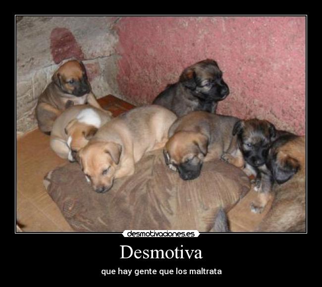 Desmotiva - que hay gente que los maltrata