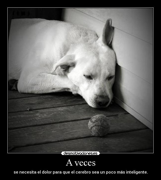 carteles perro triste desmotivaciones