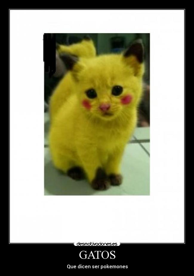 carteles gatos gatos desmotivaciones