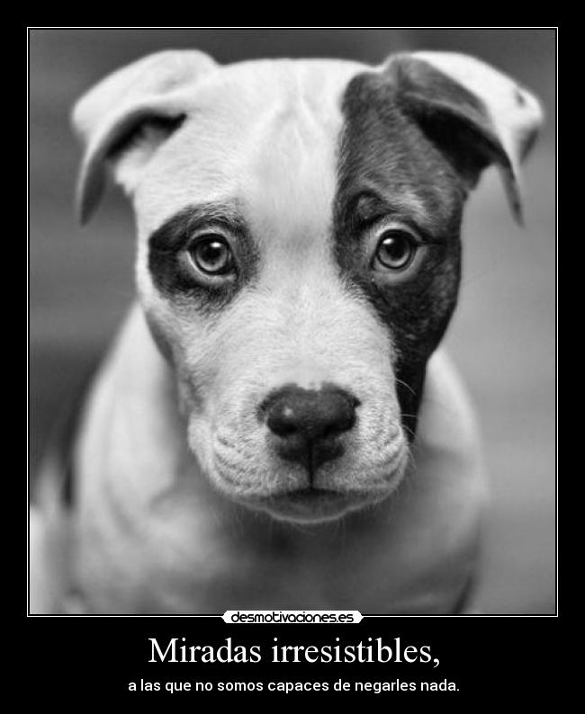 Miradas irresistibles, - 