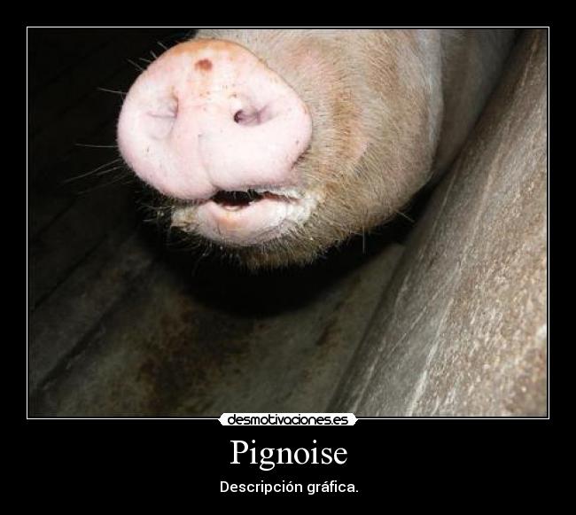 Pignoise - Descripción gráfica.