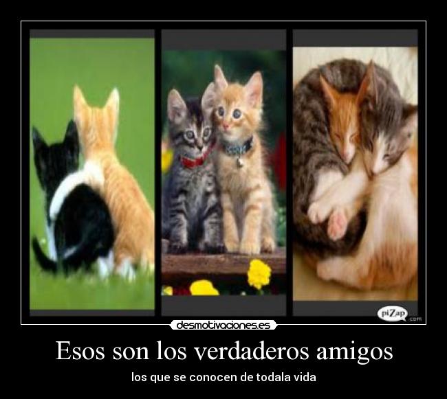 Esos son los verdaderos amigos - 