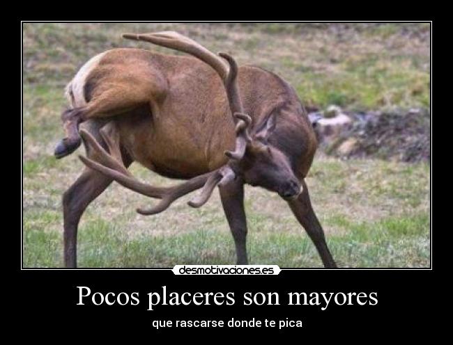 Pocos placeres son mayores - 