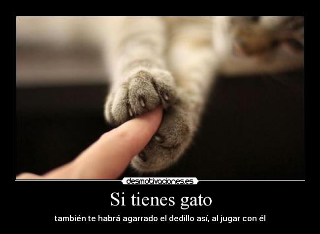 Si tienes gato - también te habrá agarrado el dedillo así, al jugar con él