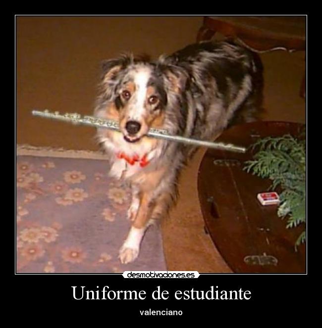 carteles jajaja jrasioso porque lleba perro una flauta desmotivaciones