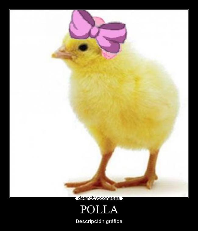 POLLA - Descripción gráfica