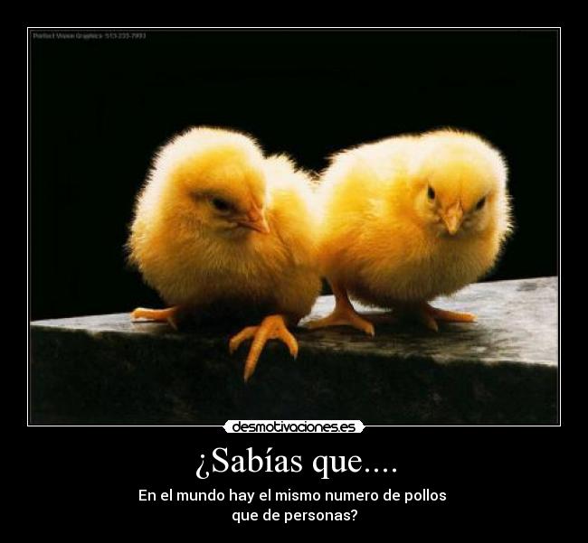 ¿Sabías que.... - En el mundo hay el mismo numero de pollos
que de personas?