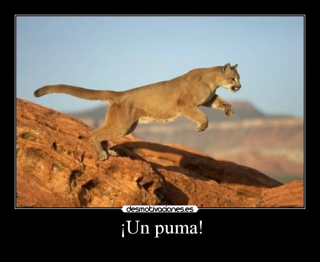 ¡Un puma! - 