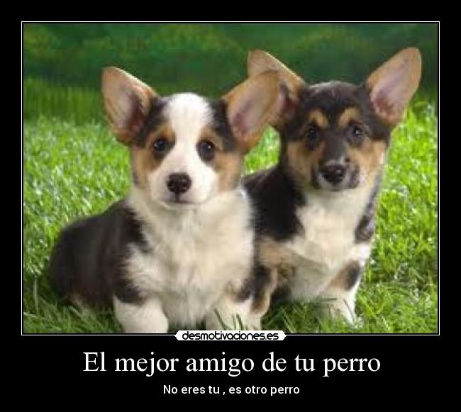 El mejor amigo de tu perro -