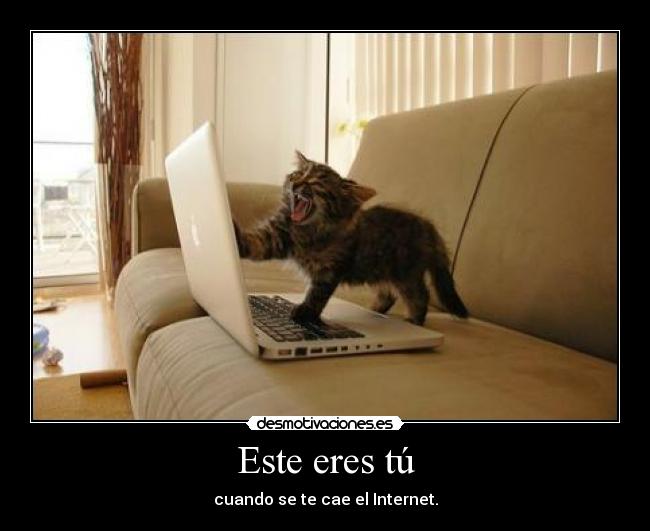 carteles gatosreaccion internet desmotivaciones