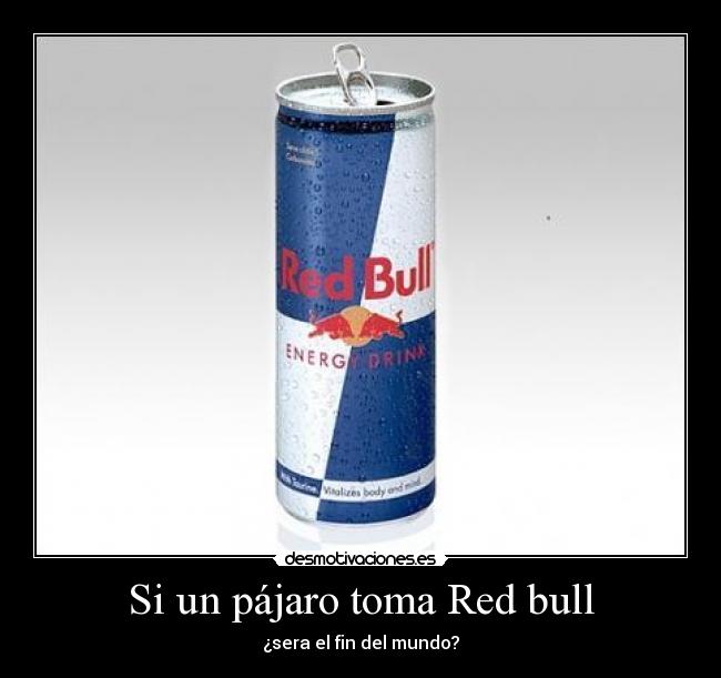 Si un pájaro toma Red bull - ¿sera el fin del mundo?