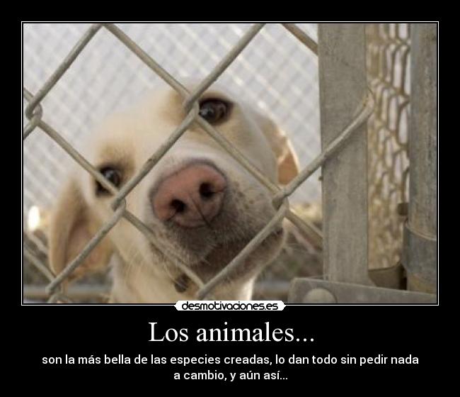 Los animales... - son la más bella de las especies creadas, lo dan todo sin pedir nada
a cambio, y aún así...