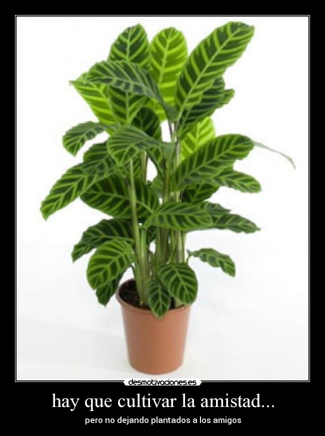 hay que cultivar la amistad... - 