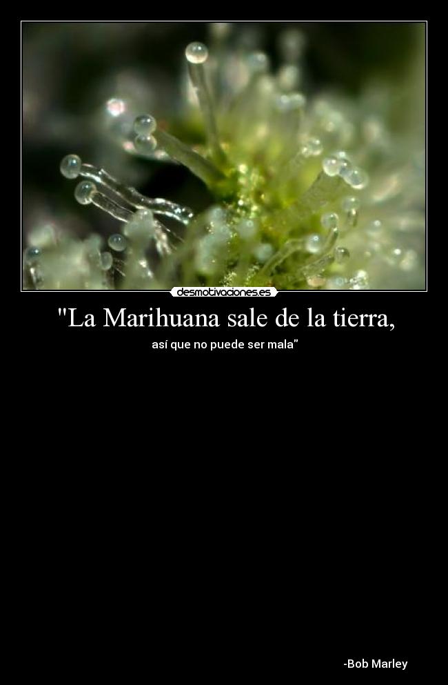 La Marihuana sale de la tierra, - así que no puede ser mala
    
 
 
 
 
 
 
 

 
 
 
 
 
 

 
 
 
 
 
                                                                                                              -Bob Marley