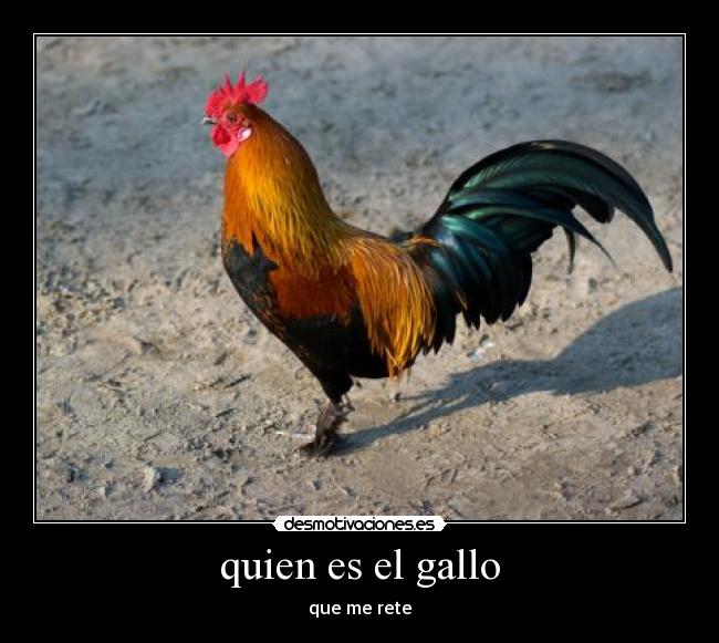 quien es el gallo - que me rete