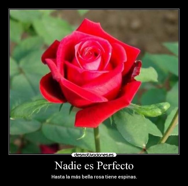 Nadie es Perfecto - Hasta la más bella rosa tiene espinas.
