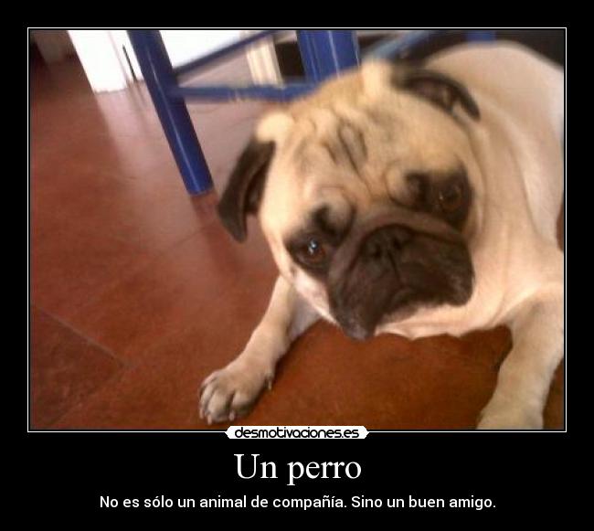 carteles carlinos perros concursocarlinosjimdocom desmotivaciones