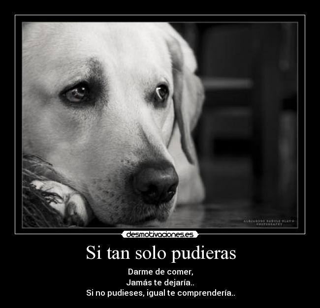 Si tan solo pudieras - 