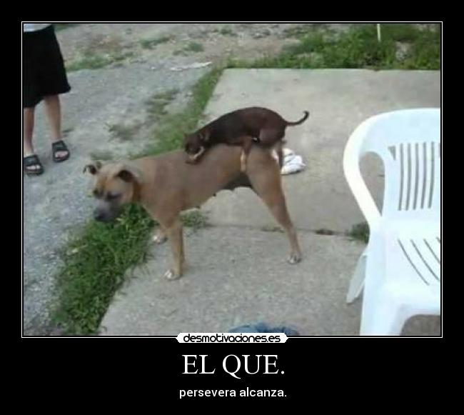 EL QUE. -