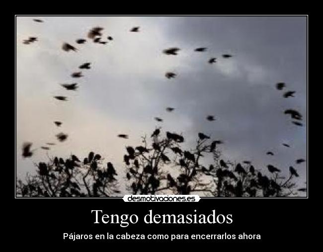 Tengo demasiados - Pájaros en la cabeza como para encerrarlos ahora