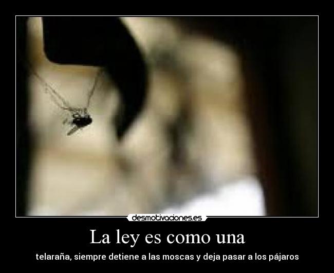 La ley es como una - telaraña, siempre detiene a las moscas y deja pasar a los pájaros