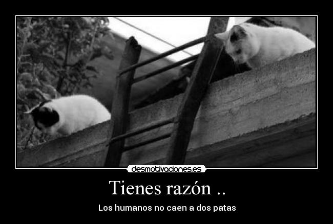 carteles gatosss desmotivaciones