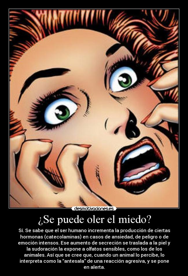 ¿Se puede oler el miedo? - Sí. Se sabe que el ser humano incrementa la producción de ciertas
hormonas (catecolaminas) en casos de ansiedad, de peligro o de
emoción intensos. Ese aumento de secreción se traslada a la piel y
la sudoración la expone a olfatos sensibles, como los de los
animales. Así que se cree que, cuando un animal lo percibe, lo
interpreta como la “antesala” de una reacción agresiva, y se pone
en alerta.
