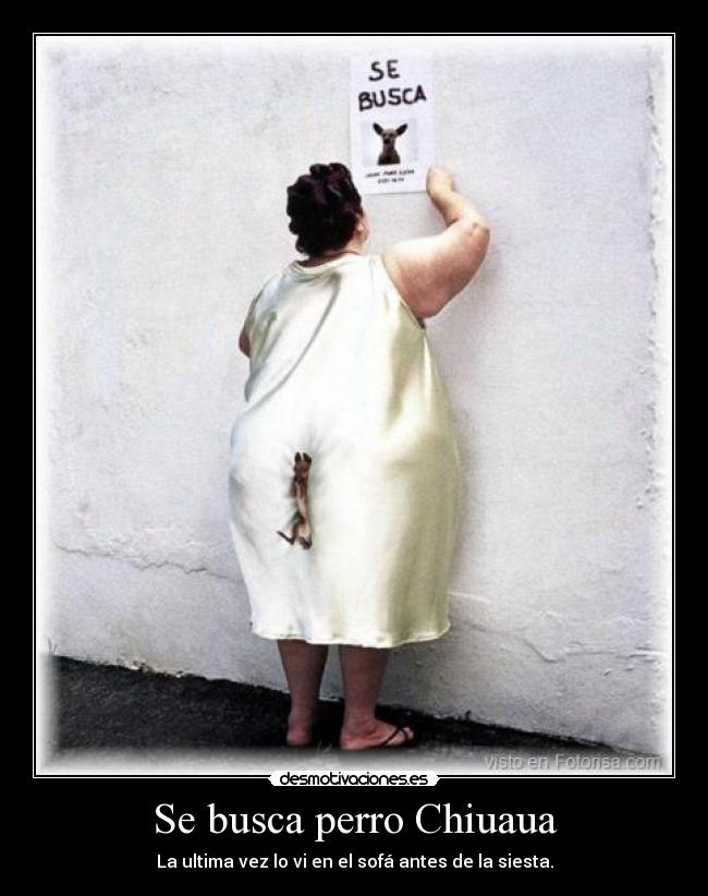 Se busca perro Chiuaua - 