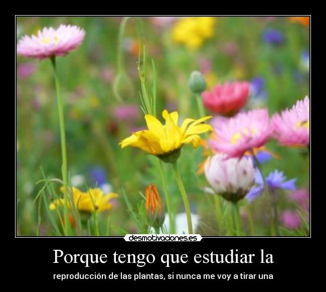 Porque tengo que estudiar la -