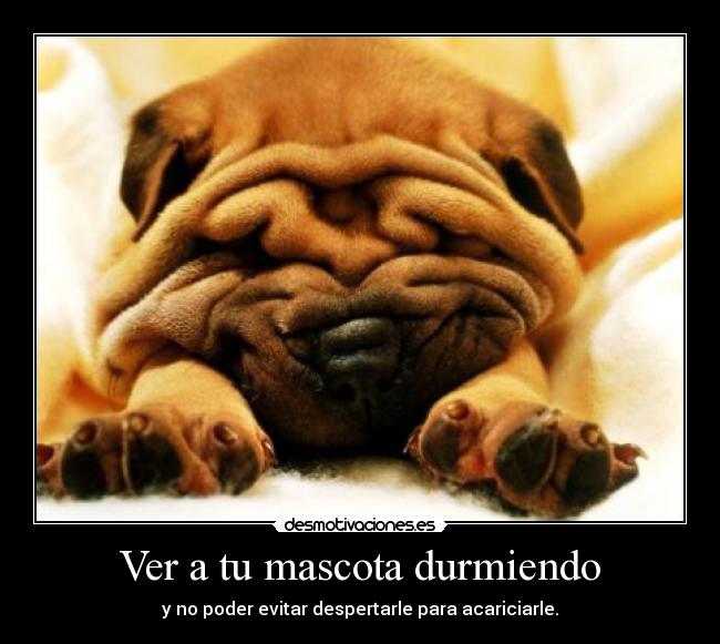 Ver a tu mascota durmiendo - y no poder evitar despertarle para acariciarle.