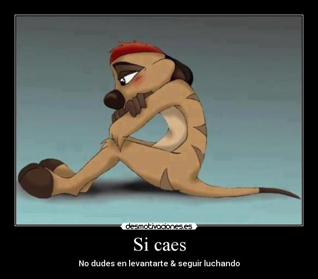 Si caes -