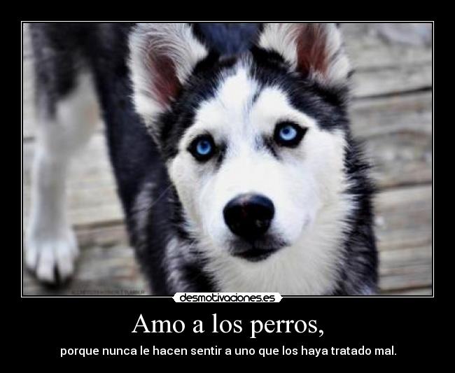 Amo a los perros, - porque nunca le hacen sentir a uno que los haya tratado mal.