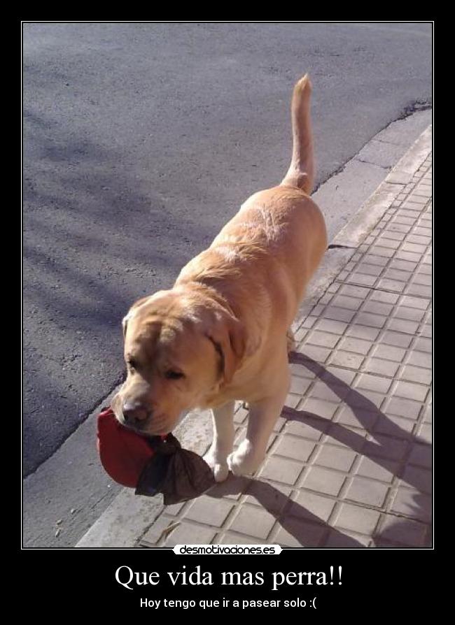 Que vida mas perra!! - 