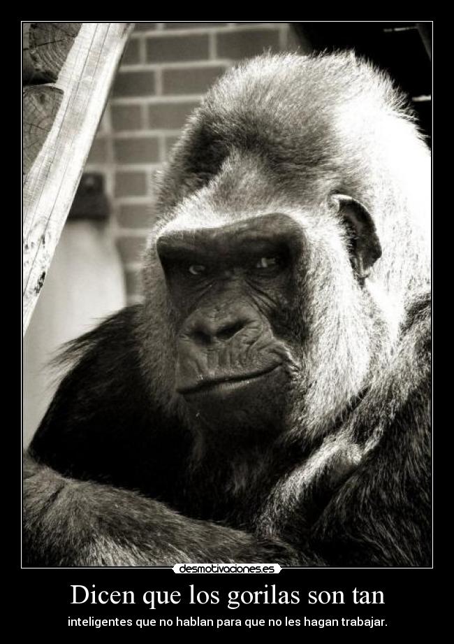 Dicen que los gorilas son tan -