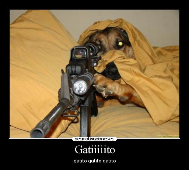 carteles gato desmotivaciones