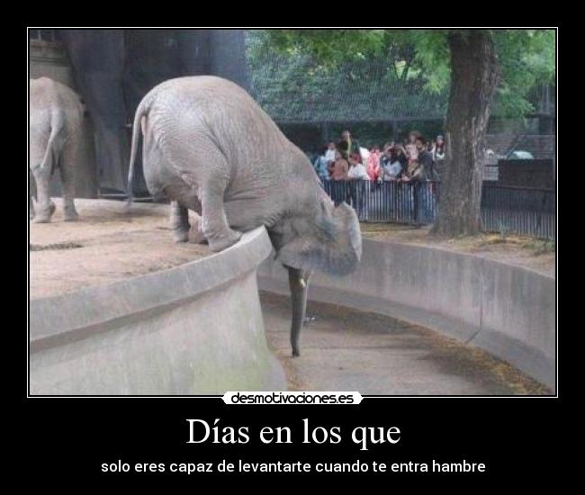 Días en los que - solo eres capaz de levantarte cuando te entra hambre