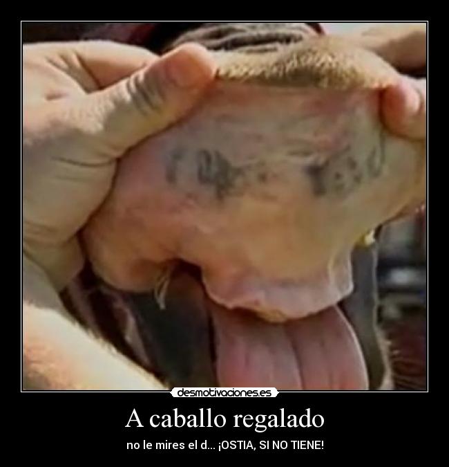 A caballo regalado - no le mires el d... ¡OSTIA, SI NO TIENE!