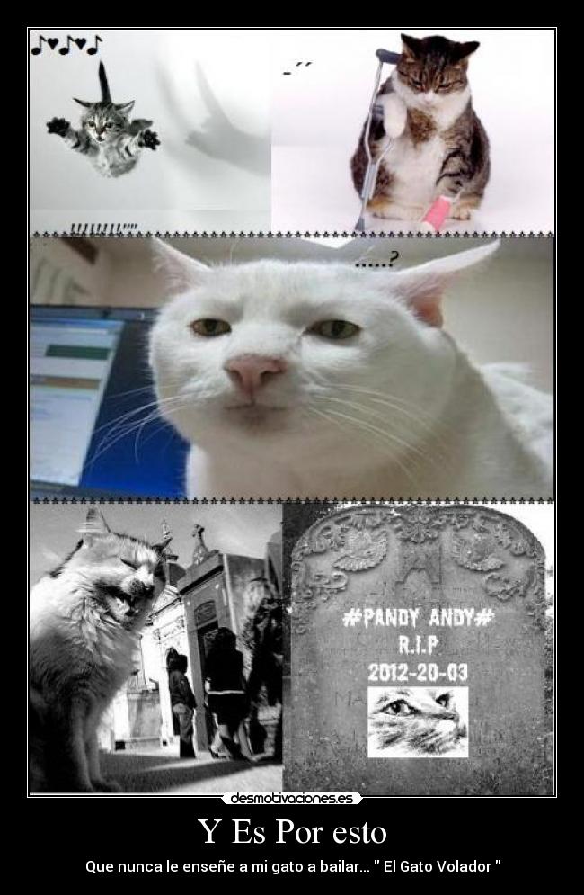 Y Es Por esto - Que nunca le enseñe a mi gato a bailar...  El Gato Volador 