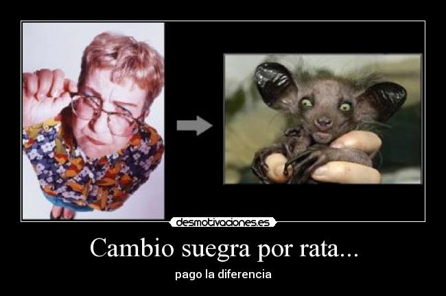 carteles cambio suegra por rata pago diferencia agente00cerdo desmotivaciones