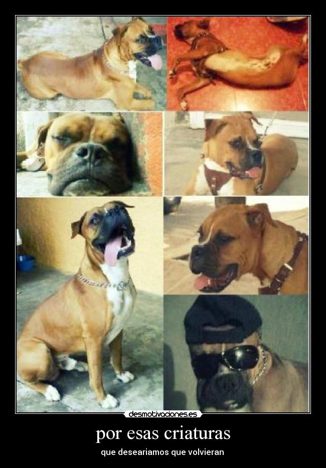 carteles perros desmotivaciones