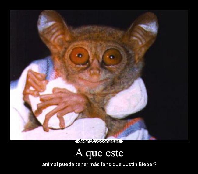 A que este - animal puede tener más fans que Justin Bieber?