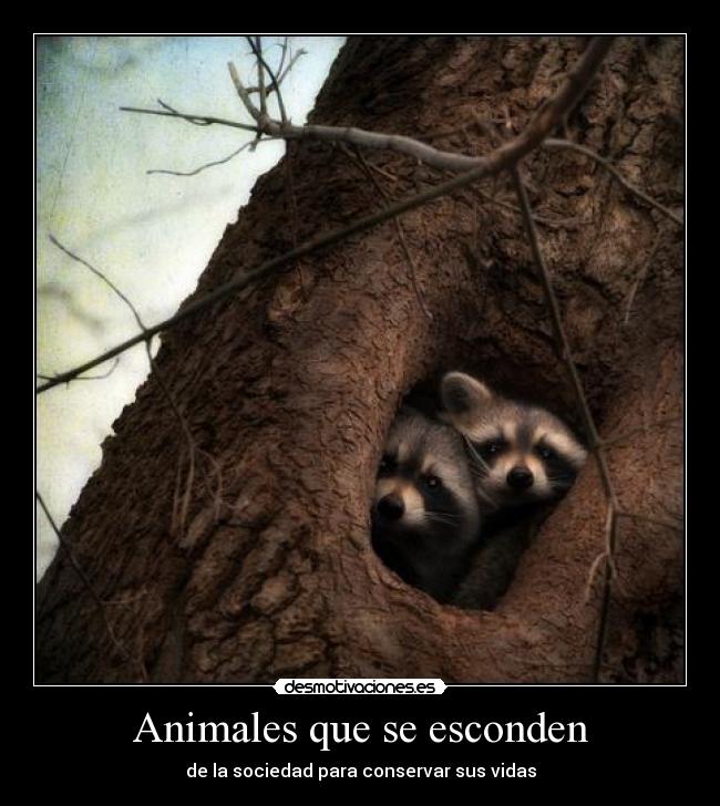 Animales que se esconden - de la sociedad para conservar sus vidas