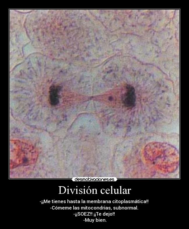 División celular -